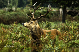 Red Deer