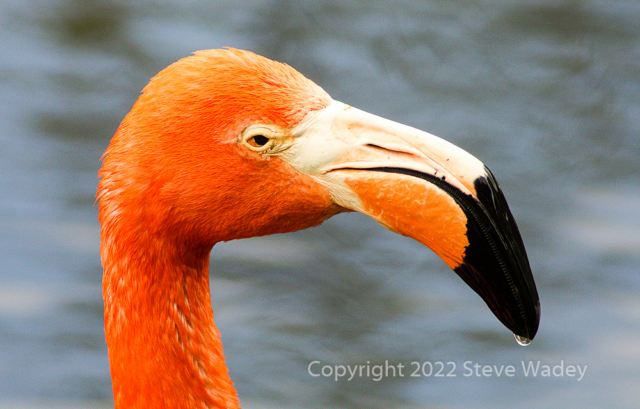 Orange and Black by Steve Wadey