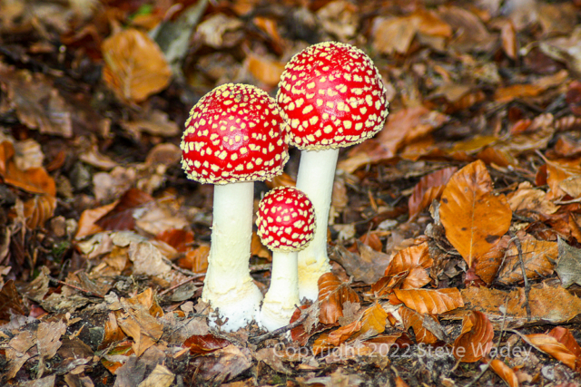 Fly Agaric by Steve Wadey