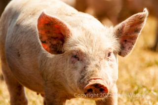 Pig in the Sun by Steve Wadey
