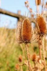 Teasel