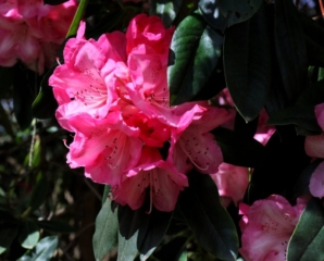 Rhododendron