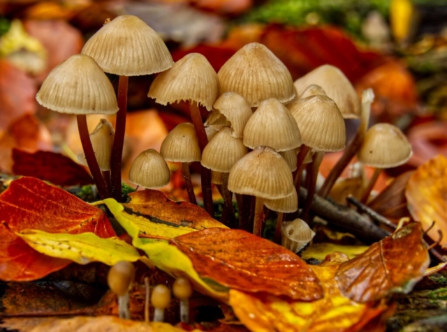 Autumn Fungi