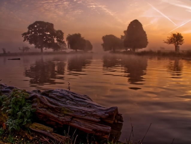 Bushy Park Sunrise