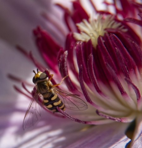 Clematis Wasp