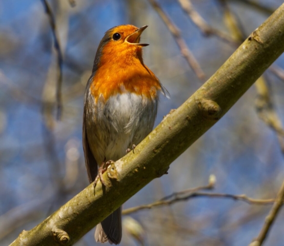 Spring Robin