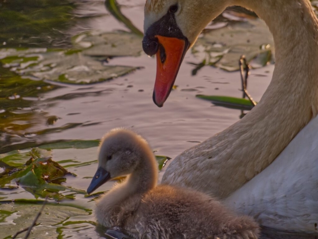 Woodsmill Swans